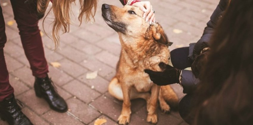 Подобранное животное может принести счастье - Женский блог.