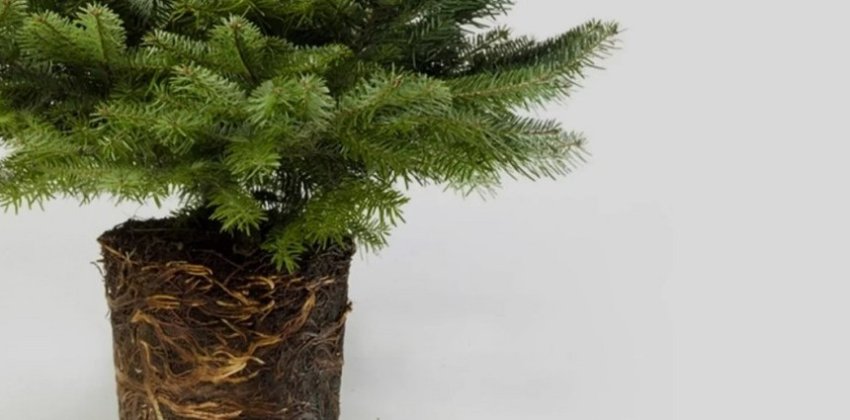 Чем опасна новогодняя елка - Женский блог.