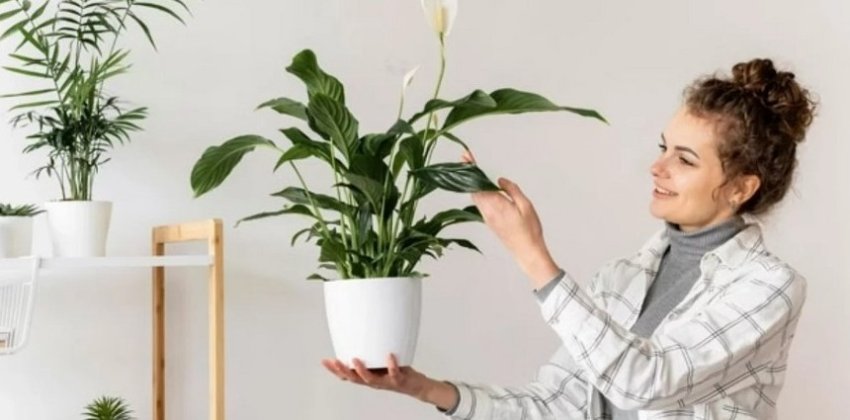 Что убивает ваши цветы - «Стиль жизни»