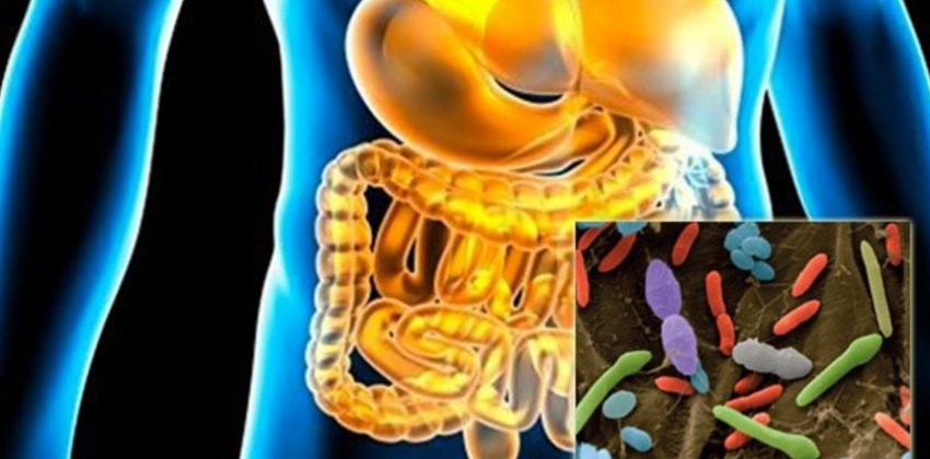 Кишечные бактерии - ключ к здоровью - «Здоровье»