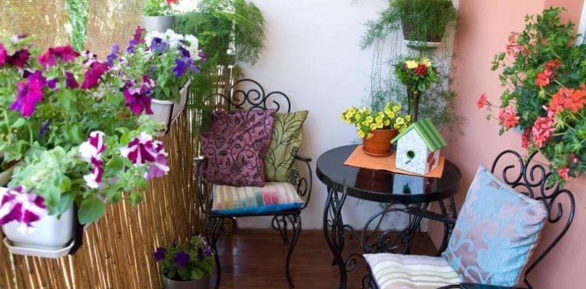 От петунии до фуксии - «Стиль жизни»